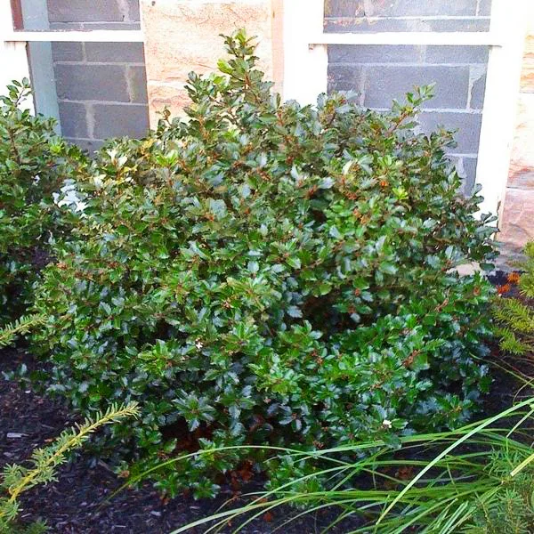 Blue Prince And Princess Combo Holly Bush 1 Blue Prince And Princess Combo Holly Bush