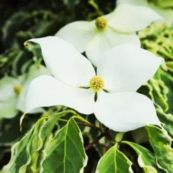 Blue Ray™ Kousa Dogwood 7 Blue Ray™ Kousa Dogwood -The Tree Center Blue Ray Kousa Dogwood 1 copy jpg webp