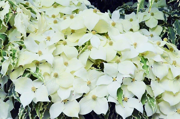 Blue Ray™ Kousa Dogwood 1 Blue Ray™ Kousa Dogwood