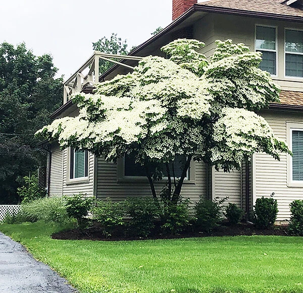 Blue Ray™ Kousa Dogwood 2 Blue Ray™ Kousa Dogwood - Image 2