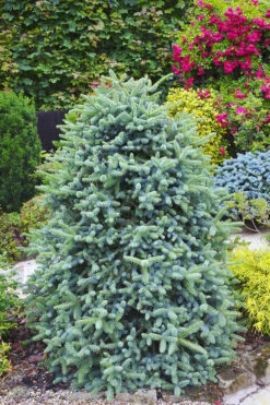 Blue Spanish Fir -The Tree Center Blue Spanish Fir 01 600x900 1