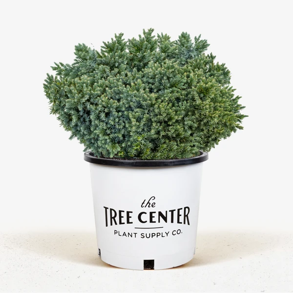 Blue Star Juniper Shrub 2 Blue Star Juniper Shrub - Image 2