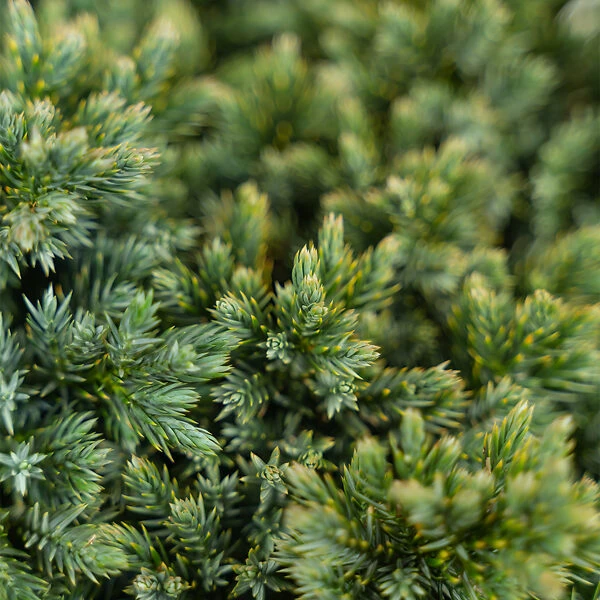 Blue Star Juniper Shrub 5 Blue Star Juniper Shrub - Image 5