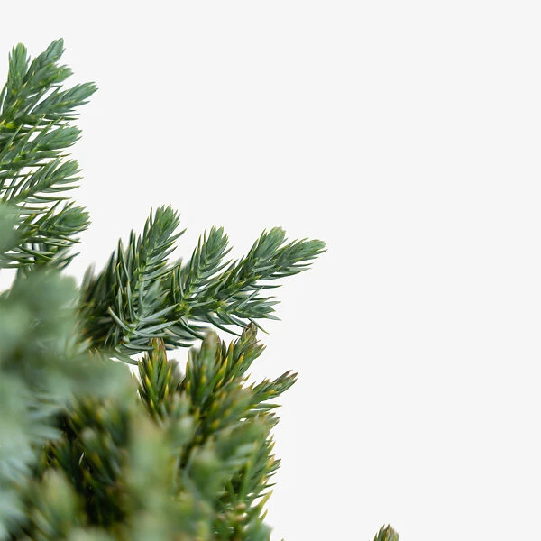 Blue Star Juniper Shrub 1 Blue Star Juniper Shrub