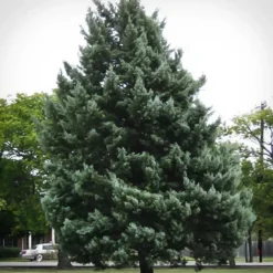 Blue Steel™ Arizona Cypress -The Tree Center Blue Steel Arizona Cypress 3 copy jpg webp