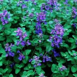 Blue Wonder Catmint -The Tree Center Blue Wonder Catmint 4 copy jpg webp