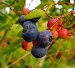 Brightwell Blueberry Bush 5 Brightwell Blueberry Bush -The Tree Center Blueberry Brightwell 01 600x541 1