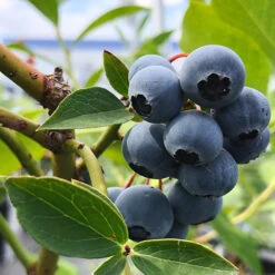 Brightwell Blueberry Bush