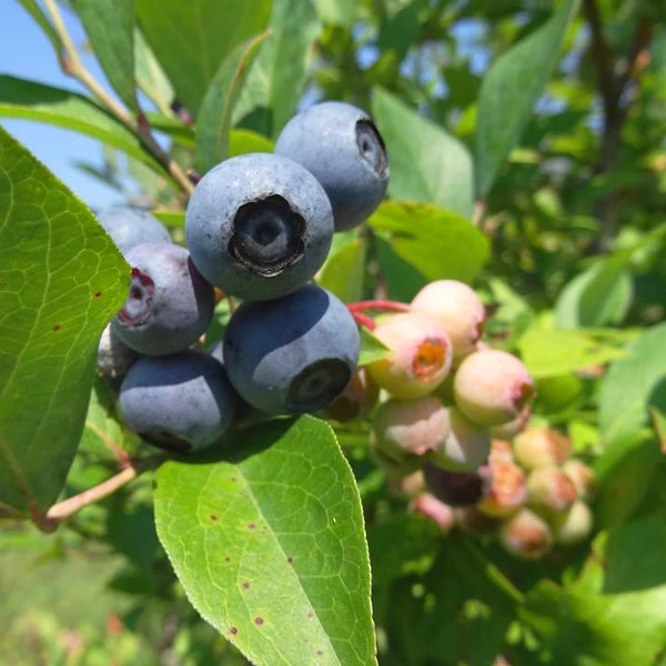 Brightwell Blueberry Bush 2 Brightwell Blueberry Bush - Image 2