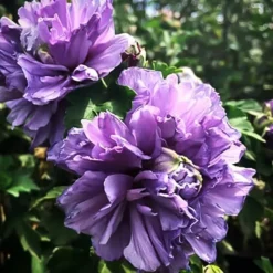 Blueberry Smoothie™ Hardy Hibiscus -The Tree Center Blueberry Smoothie Hardy Hibiscus 3 copy jpg webp