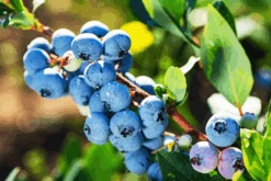 Bluegold Blueberry -The Tree Center Bluegold Blueberry 2 600x400 1