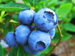 Bluegold Blueberry -The Tree Center Bluegold Blueberry 4 600x450 1