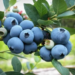 Bluejay Blueberry Bush -The Tree Center Bluejay Blueberry 2 copy jpg webp