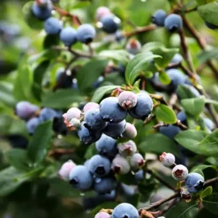 Bluejay Blueberry Bush -The Tree Center Bluejay Blueberry 4 copy jpg webp