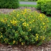 Blues Festival® St. Johnswort