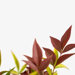 Blush Pink™ Nandina -The Tree Center Blush Pink Nandina 3G 03 1 600x600 1