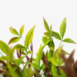 Blush Pink™ Nandina -The Tree Center Blush Pink Nandina 3G 04 copy 1 600x600 1