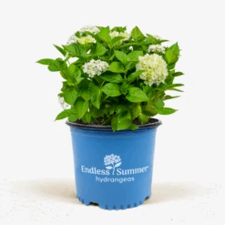 Blushing Bride Hydrangea -The Tree Center Blushing Bride Hydrangea 3G 01 600x600 1