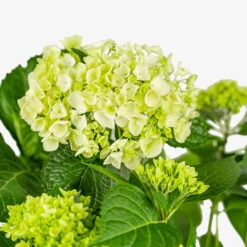 Blushing Bride Hydrangea -The Tree Center Blushing Bride Hydrangea 5G 02 copy 2 600x600 1