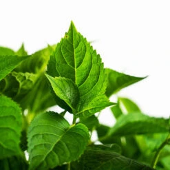 Blushing Bride Hydrangea -The Tree Center Blushing Bridge Hydrangea 5G 04 copy 600x600 1