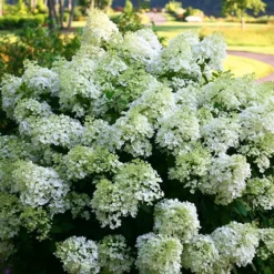 Bobo® Hardy Hydrangea -The Tree Center Bobo Hydrangea 1 copy jpg