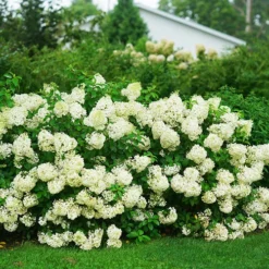 Bobo® Hardy Hydrangea -The Tree Center Bobo Hydrangea 3 copy jpg