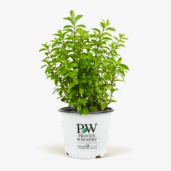 Bobo® Hardy Hydrangea -The Tree Center Bobo Hydrangea 3G 01 600x600 1