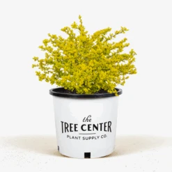 Bonanza Gold Barberry -The Tree Center Bonanza Gold Barberry 3G 01 600x600 1