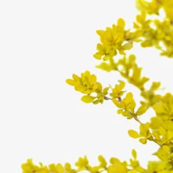 Bonanza Gold Barberry -The Tree Center Bonanza Gold Barberry 3G 03 copy 3 600x600 1