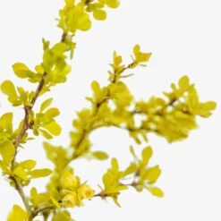 Bonanza Gold Barberry -The Tree Center Bonanza Gold Barberry 3G 04 copy 3 600x600 1