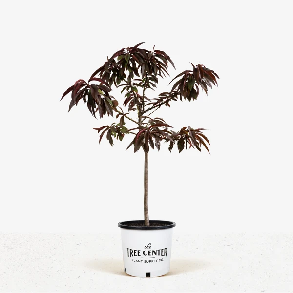 Bonfire Patio Peach Tree 5 Bonfire Patio Peach Tree - Image 5