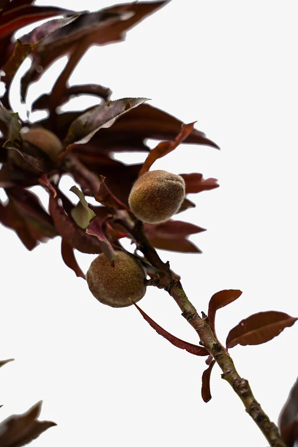 Bonfire Patio Peach Tree 1 Bonfire Patio Peach Tree
