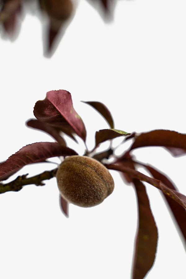 Bonfire Patio Peach Tree 2 Bonfire Patio Peach Tree - Image 2