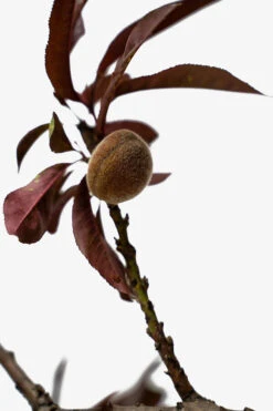 Bonfire Patio Peach Tree 8 Bonfire Patio Peach Tree -The Tree Center Bonfire Patio Peach Tree 5G 07 600x900 1