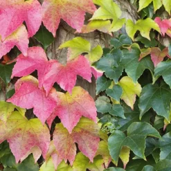 Boston Ivy