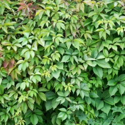 Boston Ivy -The Tree Center Boston Ivy 4 copy jpg