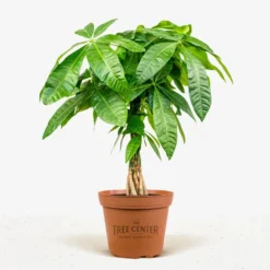 Braided Money Tree -The Tree Center Braided Monkey Tree 3G 01 jpg 600x600 1