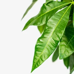 Braided Money Tree -The Tree Center Braided Monkey Tree 3G 02 copy 600x600 1