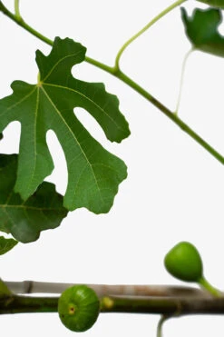 Brown Turkey Fig -The Tree Center Brown Turkey Fig 5G 02 1 600x900 1