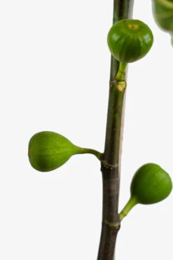 Brown Turkey Fig -The Tree Center Brown Turkey Fig 5G 03 2 600x900 1