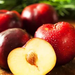 Bruce Plum Tree -The Tree Center Bruce Plum Tree 2 jpg webp