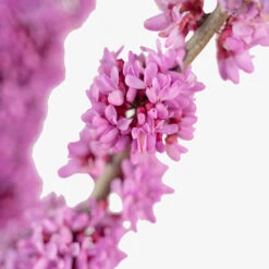 Bubble Gum Redbud -The Tree Center Bubble Gum Redbud 7G 03 copy 1 600x600 1