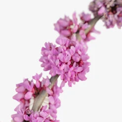 Bubble Gum Redbud -The Tree Center Bubble Gum Redbud 7G 05 copy 1 600x600 1