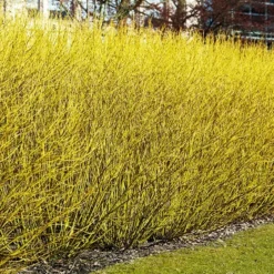 Bud’s Yellow Dogwood -The Tree Center Bud s Yellow Redosier Dogwood 4 copy jpg webp