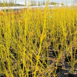 Bud’s Yellow Dogwood -The Tree Center Bud s Yellow Redosier Dogwood 5 copy 600x600 1