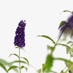 Buddleia Black Knight Butterfly Bush -The Tree Center Buddleia Black Knight Butterfly Bush 3G 06 600x600 1