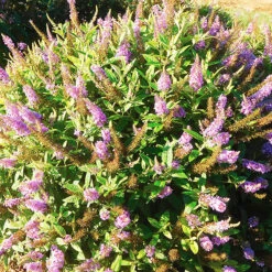 Buddleia Dapper Lavender Butterfly Bush -The Tree Center Buddleia Dapper Lavender Butterfly Bush 2 copy 600x600 1