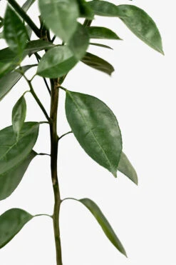 Bumper Satsuma Mandarin -The Tree Center Bumper Satsuma 03 600x900 1