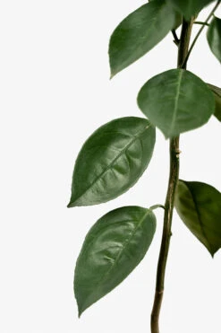 Bumper Satsuma Mandarin -The Tree Center Bumper Satsuma 04 600x900 1