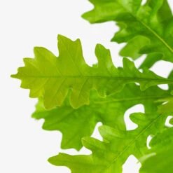 Bur Oak Tree -The Tree Center Bur Oak Tree 5G 04 copy 1 600x600 1